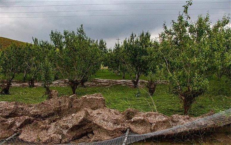 مصوبه مجلس برای بخشش جرایم دیرکرد وام‌های کشاورزان خسارت دیده