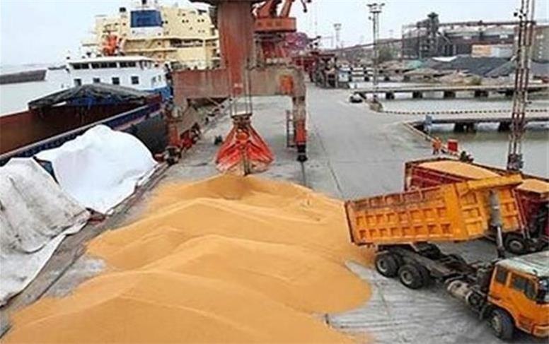 مجوز واردات گندم برای بخش خصوصی صادر شد