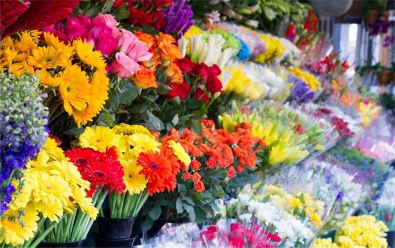 قیمت گل و گیاه در آستانه فصل بهار/ چرا گل گران شد؟