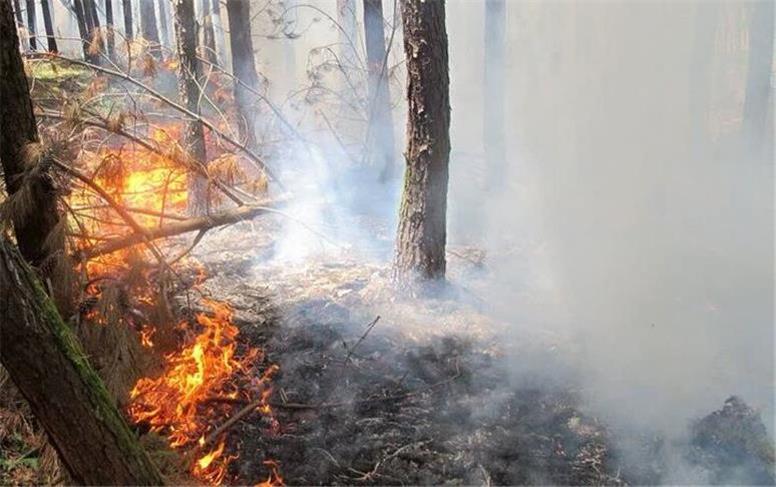نیمی از ۱۰ هکتار جنگل زراعی رضوانشهر در آتش سوخت
