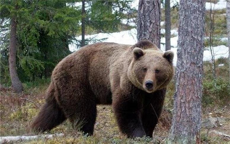 آمار بی‌سابقه حمله خرس‌ها به مردم در ژاپن