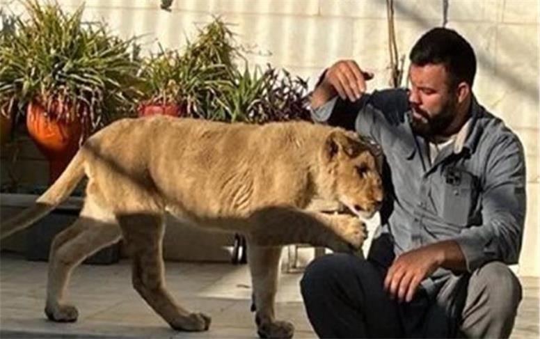 نگهداری غیرقانونی توله شیر توسط یکی از ورزشکاران/ پرونده مفتوح است