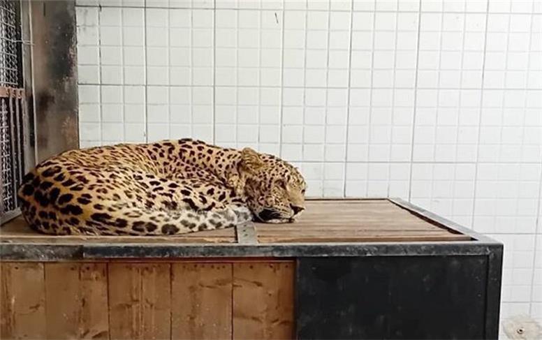 آخرین وضعیت پلنگ زنده‌گیری‌شده در دماوند