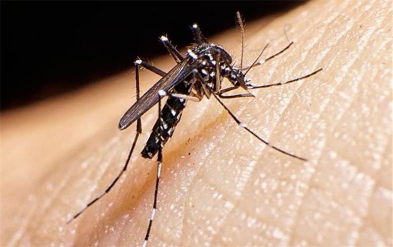 شناسایی ۱۰۹۴ مبتلا به تب دنگی از ابتدای سال