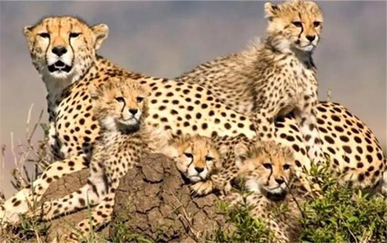 باقی ماندن تنها ١٧ قلاده یوزپلنگ آسیایی در جهان/ همه در ایران زیست می‌کنند