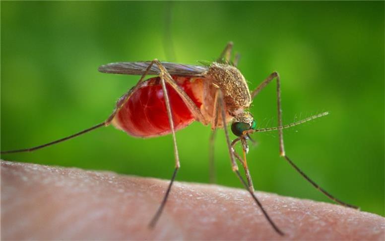 خطر شیوع تب دنگی در ایران جدی شد