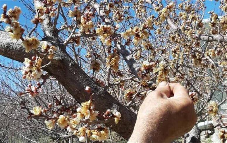 سرمای ناگهانی باغ‌های دماوند را از بین برد