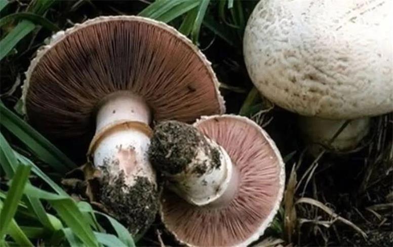 قارچ‌ وحشی ۳ نفر را در ایلام روانه بیمارستان کرد