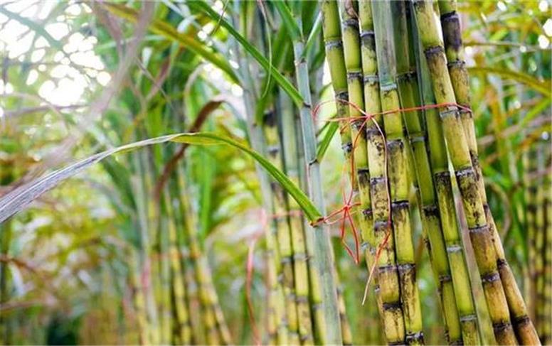 چرا مقداد محمودی گزینه‌ای مناسب برای نیشکر است؟