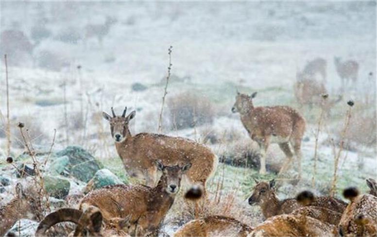 افزایش احتمال نزدیک شدن گونه‌های جانوری به مناطق مسکونی و روستاها
