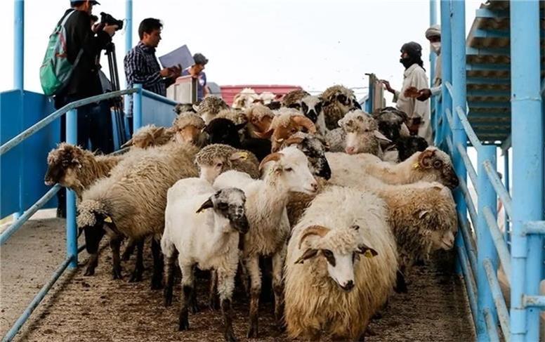 افزایش سرقت احشام در فصل سرد سال