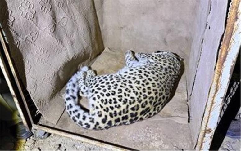 زنده‌گیری یک قلاده پلنگ ایرانی