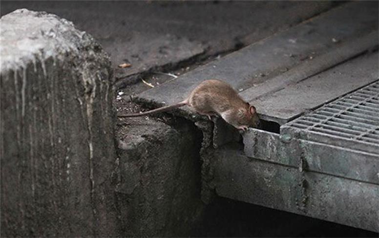 طرح ضربتی برای کاهش جمعیت موش‌ها