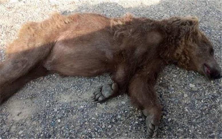 حضور شکارچیان غیرمجاز در سوادکوه/ کشف لاشه خرس قهوه‌ای