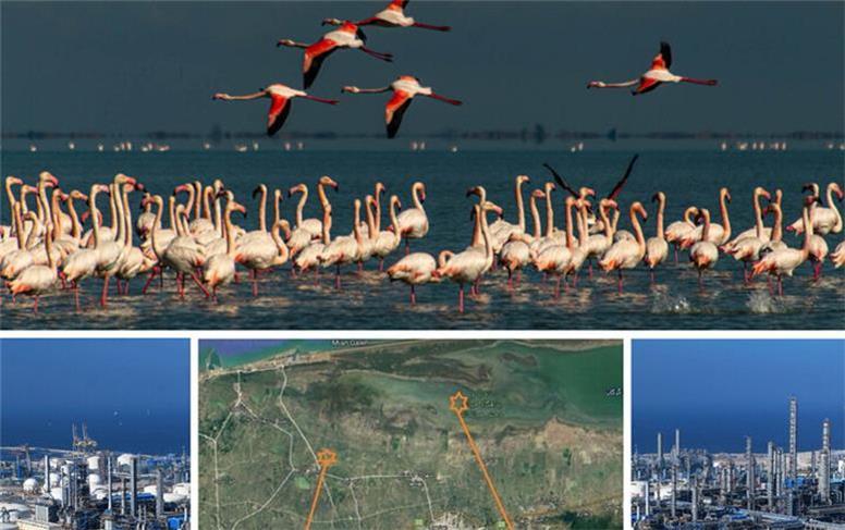 سرنوشتِ میانکاله؛ سرگردانی زیر چرخ‌های صنعت و دام!