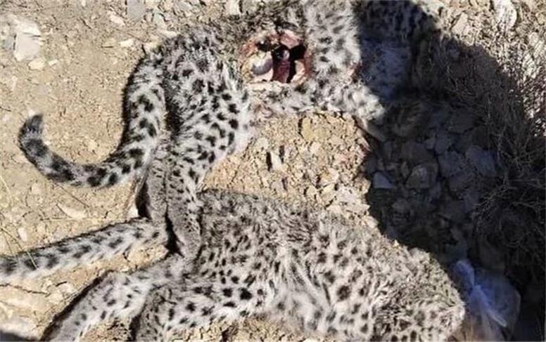 کشف لاشه ۲ توله پلنگ ایرانی در کرمان