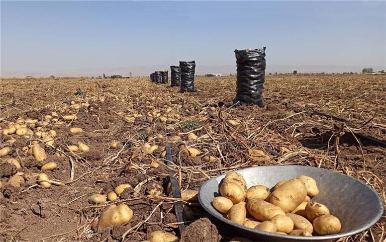 بازار بی‌حساب و کتابِ محصولات کشاورزی/ وقتی تنظیم بازار نداریم!