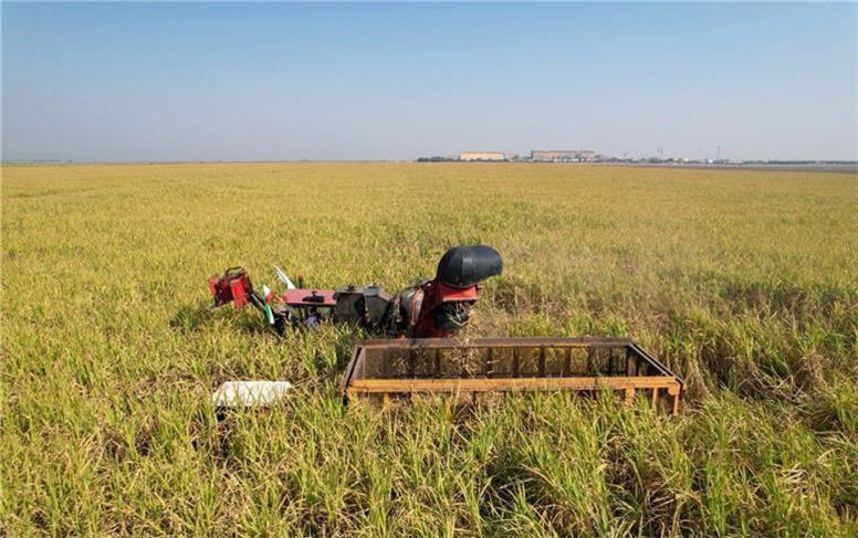 نیشکر در سطح کشور بی‌نظیر است/ امسال سودآوری ۱۰۰ درصدی نیشکر محقق خواهد شد