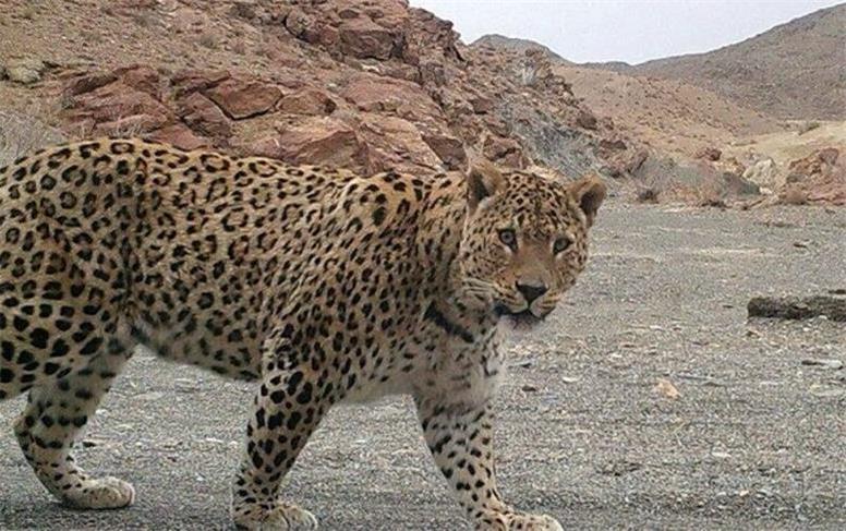 ثبت تصویر پلنگ ایرانی در توران شاهرود/ طبیعت نفس می‌کشد