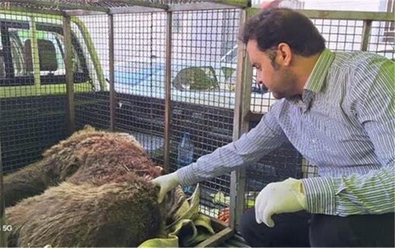 خرس زخمی دنا تلف شد