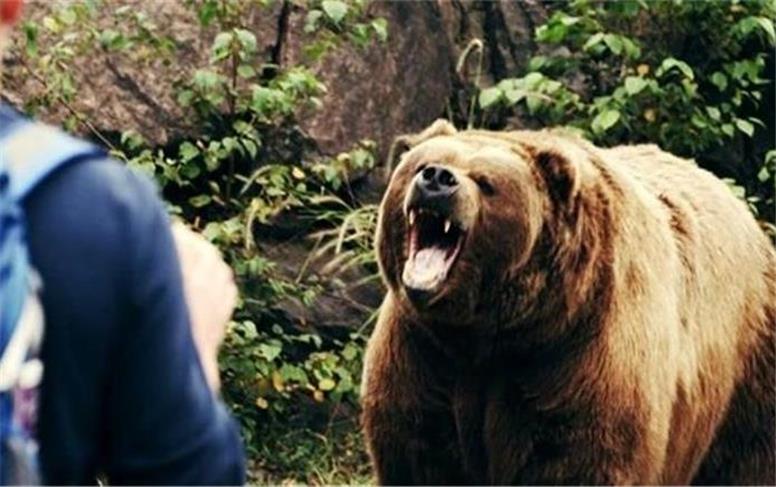 بلایی که یک خرس سر دامدار مازندرانی آورد