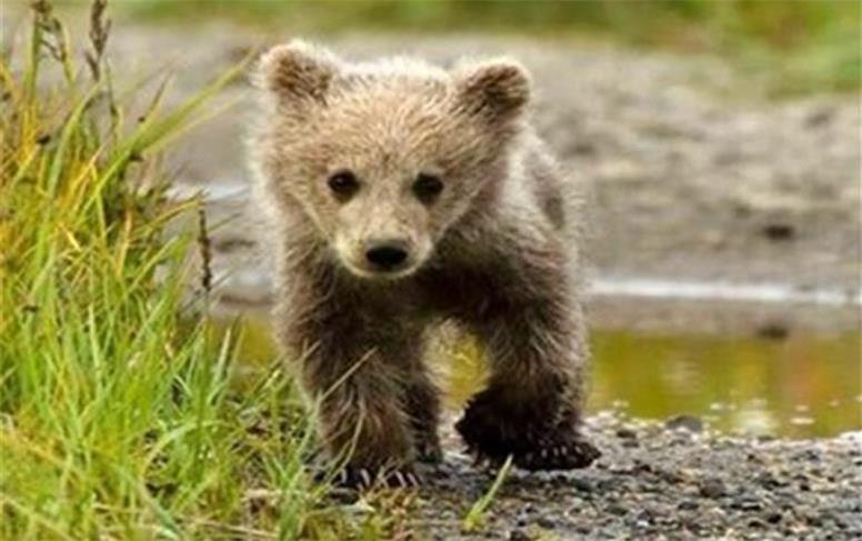 سرنوشت توله خرس گمشده در پردیسان به کجا کشید؟