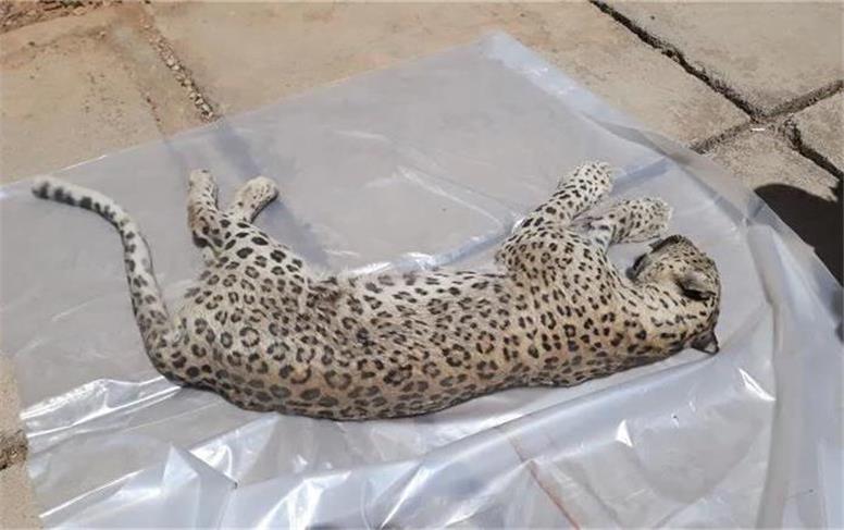 مرگ ۲ پلنگ ایرانی در قزوین