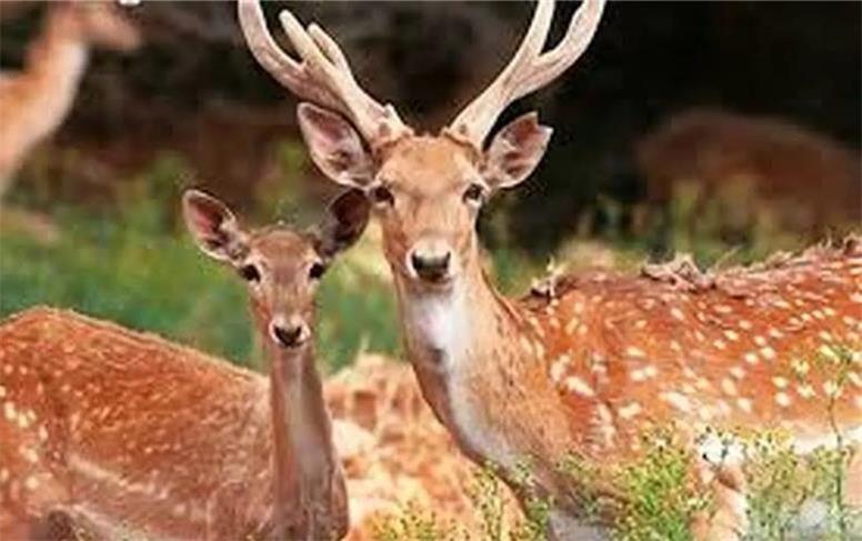 تشکیل یک کمیته برای گوزن زرد ایرانی