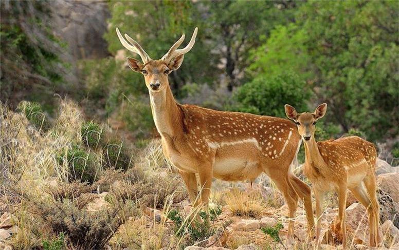 بازگشت گوزن زرد ایرانی به دل طبیعت