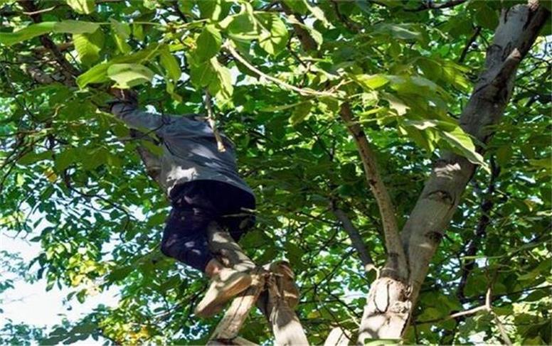 سقوط درخت گردو با ۵۲ مصدوم و یک فوتی!