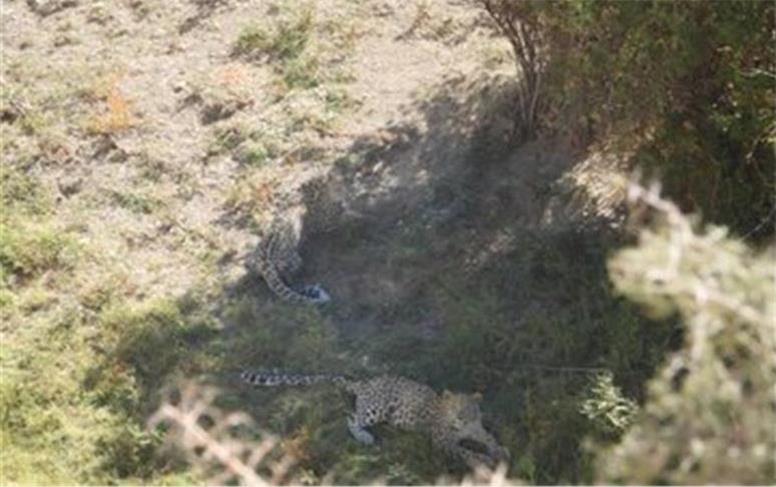 دو قلاده پلنگ در ارتفاعات شهرستان فیروزکوه دیده شد