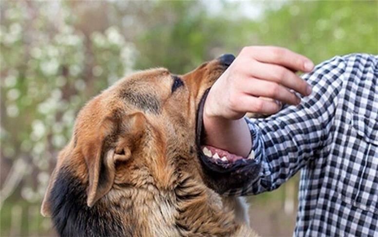 هشدار بابت هاری/ گزارش روزانه چندین مورد گازگرفتگی سگ و گربه در تهران
