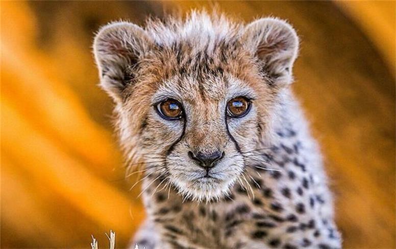 «شتر» معضلی برای تداوم حیات یوز در توران شاهرود