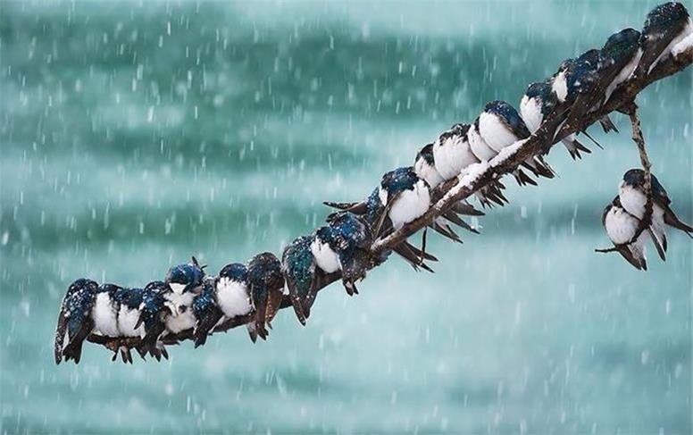 این استان‌ها منتظر بارش برف  در پاییز باشند