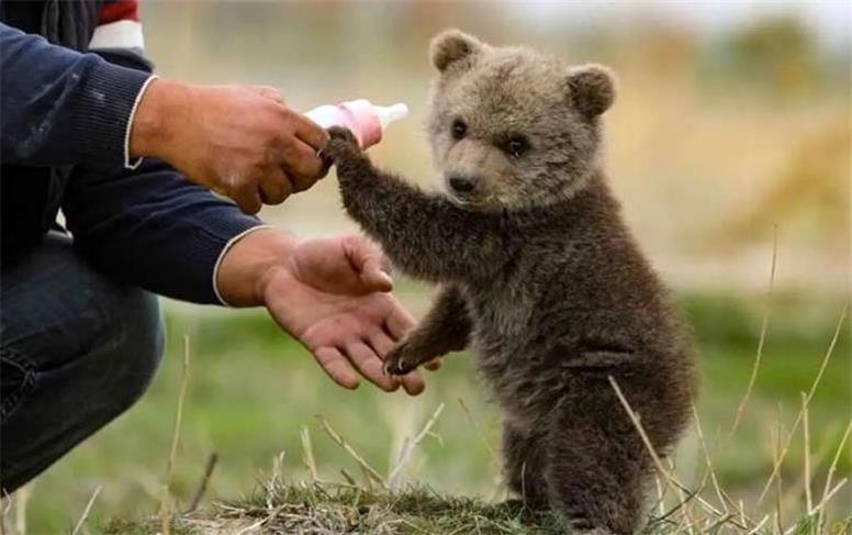 هیچ‌کس از سرنوشت توله‌خرس پردیسان خبر ندارد!