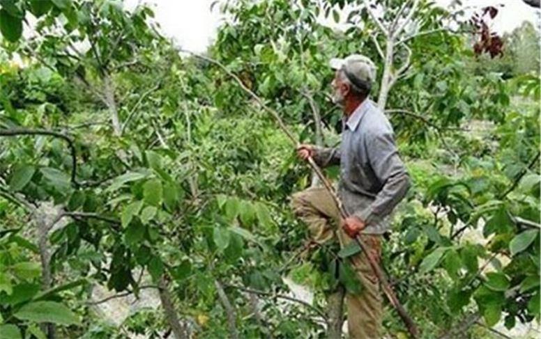 درخت گردو جان ۷ نفر را در استان همدان گرفت