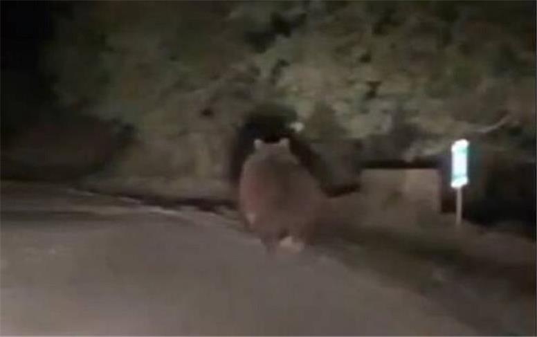 خرس قهوه‌ای در ارتفاعات فیروزکوه دیده شد