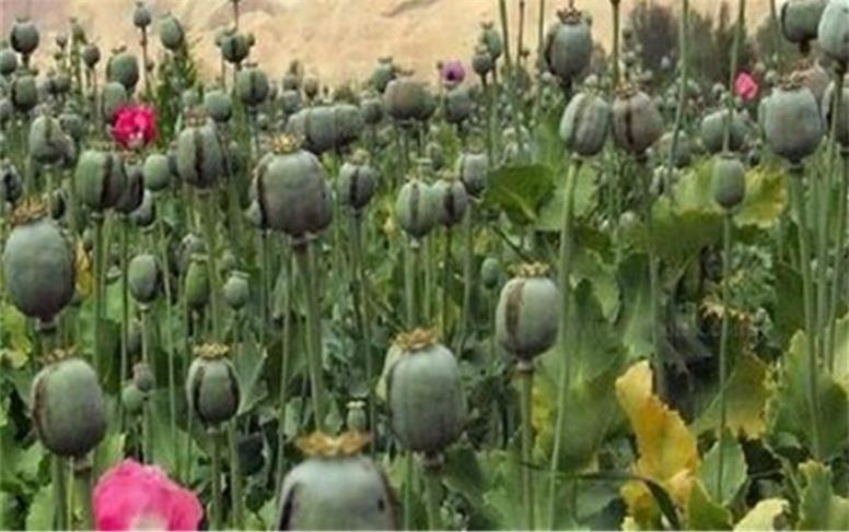 کشت تریاک را آزاد نکنید