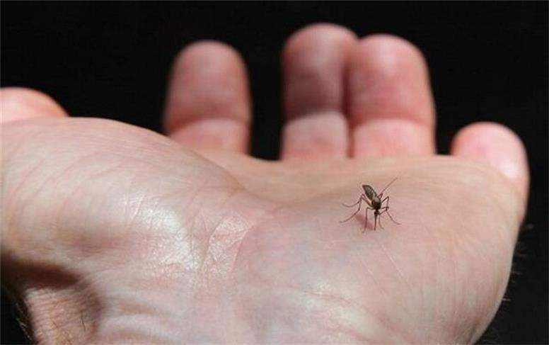 هشدار گسترش تب دنگی در مناطق شمالی و جنوبی کشور