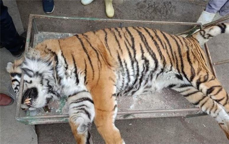 توضیح معاون محیط زیست مازندران درباره تلف شدن ببر در پارک حیات وحش