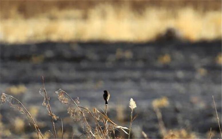 هشدار درباره وضعیت بحرانی تالاب هشیلان