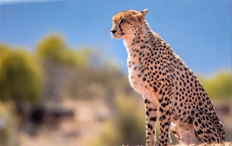 لاشه پلنگ ایرانی در بوشهر پیدا شد