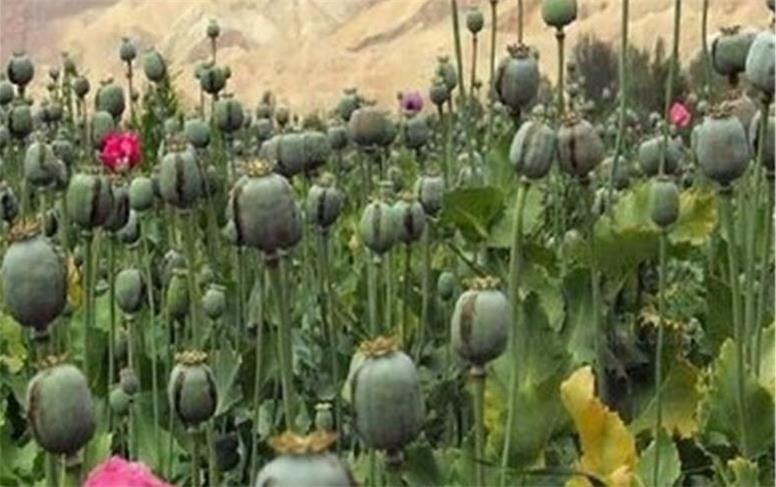 کشت خشخاش در ایران متوقف شد؟