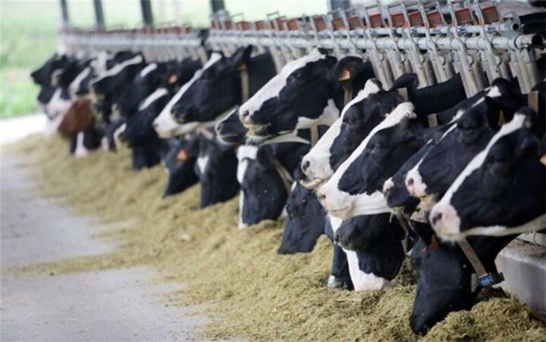 تب برفکی بعد از ۴۲ سال برگشت؟!