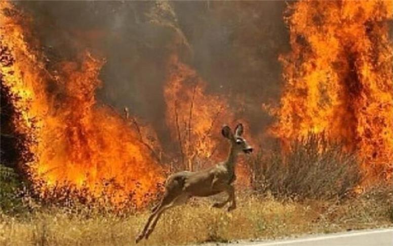 جنگل‌های ایران باید رها شوند