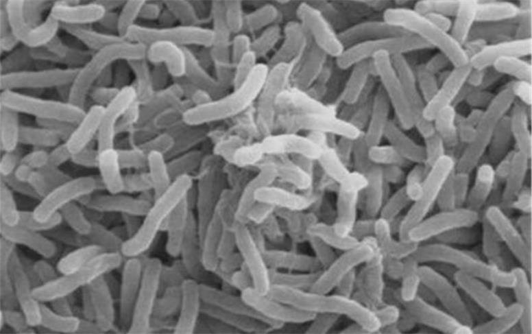 شیوع وبا در «بلوچستانِ» پاکستان/آمار جانباختگان