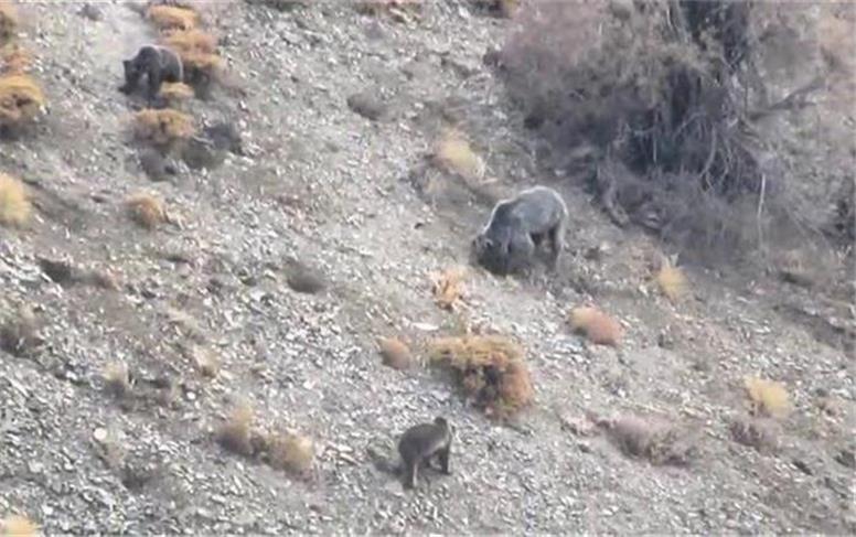 مشاهده یک قلاده خرس با دو توله در منطقه دنا