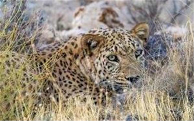 حمله پلنگ به دام‌های اهلی