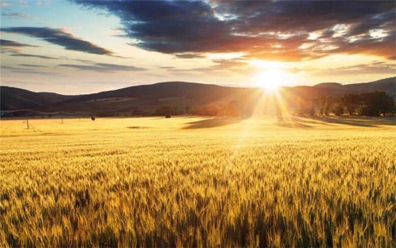 وارد شدن خسارت‌های سنگین به مزارع دیم