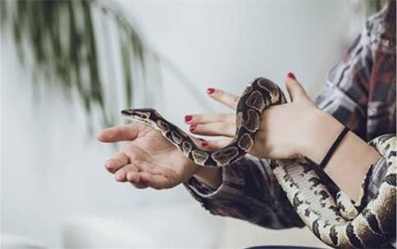 افزایش آمار موارد نگهداری از مار به عنوان حیوان خانگی/ وزارت بهداشت چه می‌گوید؟